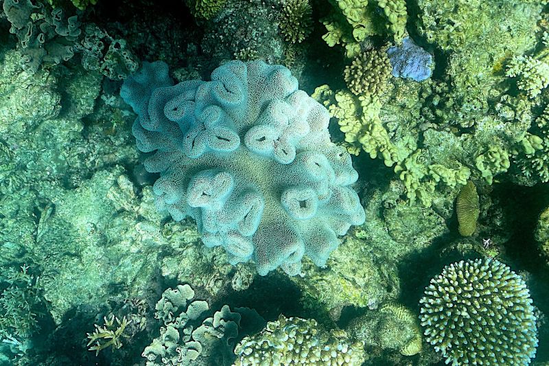 Parts of Great Barrier Reef record highest amount of coral in 36 