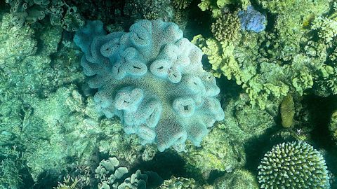 This photograph taken on March 7 shows the current state of coral in the Great Barrier Reef, off the coast of the Australian state of Queensland.  