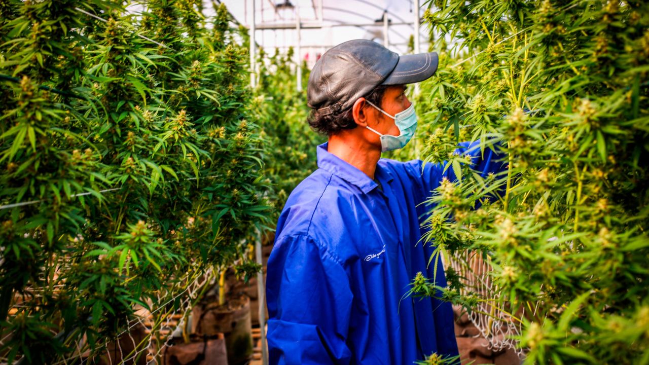 A worker inspects flowering cannabis plants at a legal marijuana facility in Thailand. 