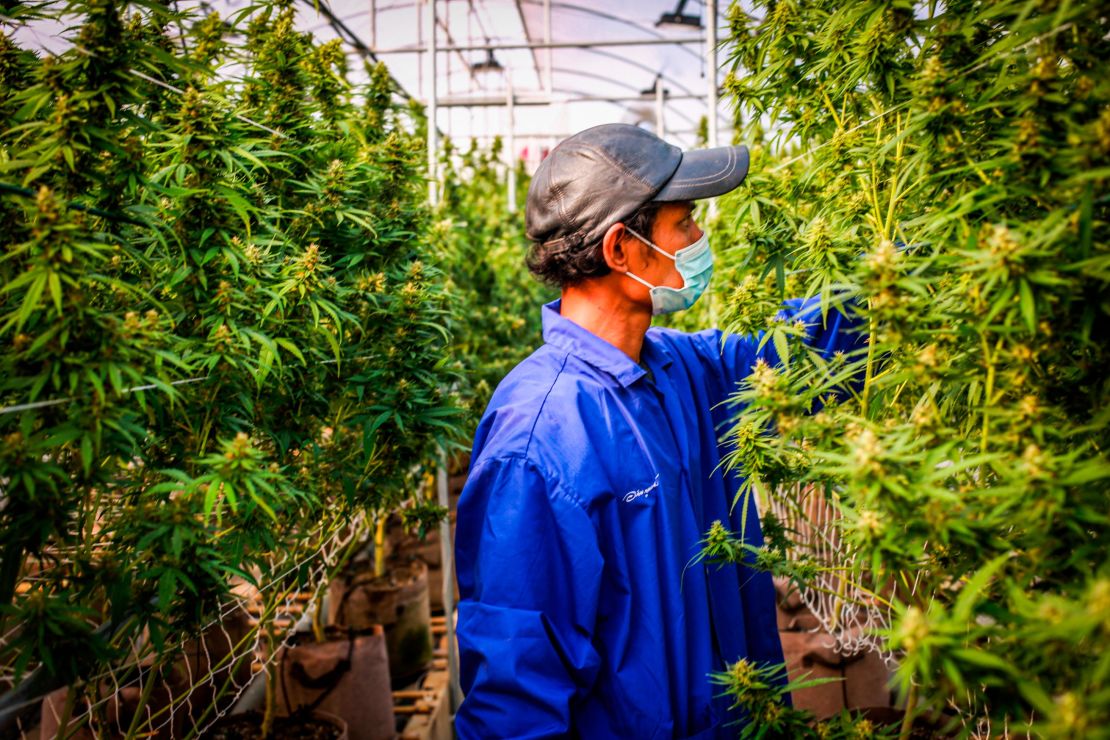 A worker inspects flowering cannabis plants at a legal marijuana facility in Thailand.