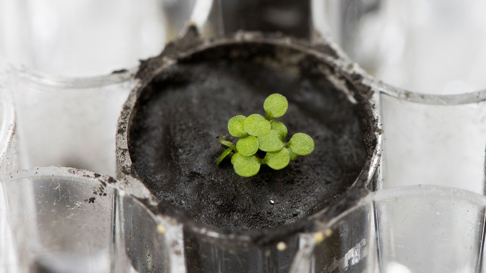 Arabidopsis thaliana plants, commonly known as thale cress, are shown sprouting from lunar soil.