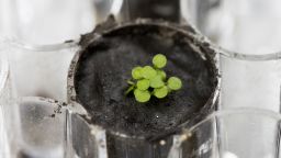 Several Arabidopsis plants sprouting from lunar soil
Lunar Plants Research Documentation, Tuesday May 5th, 2021.