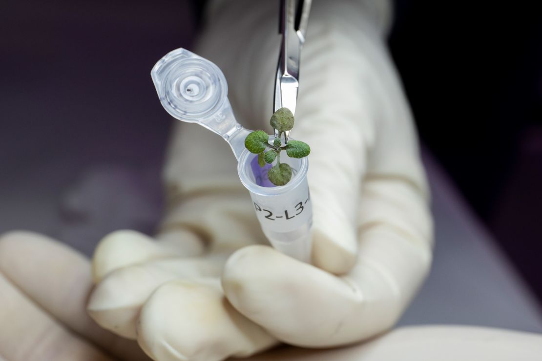 Plants from the experiment were placed in vials to use for genetic analysis.