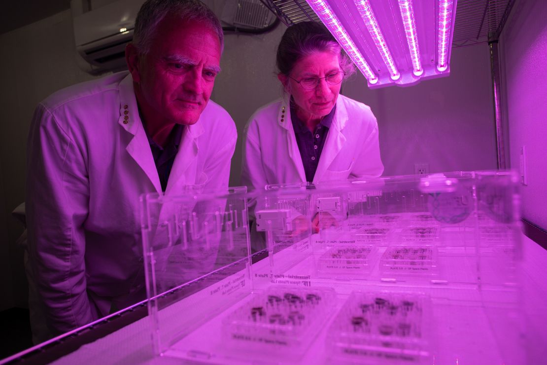 (From left) Ferl and Paul grew the seeds under LED lights tuned to optimal  wavelengths for photosynthetic plant growth. 