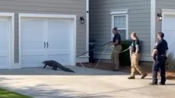 An alligator was relocated after showing up outside a South Carolina school.