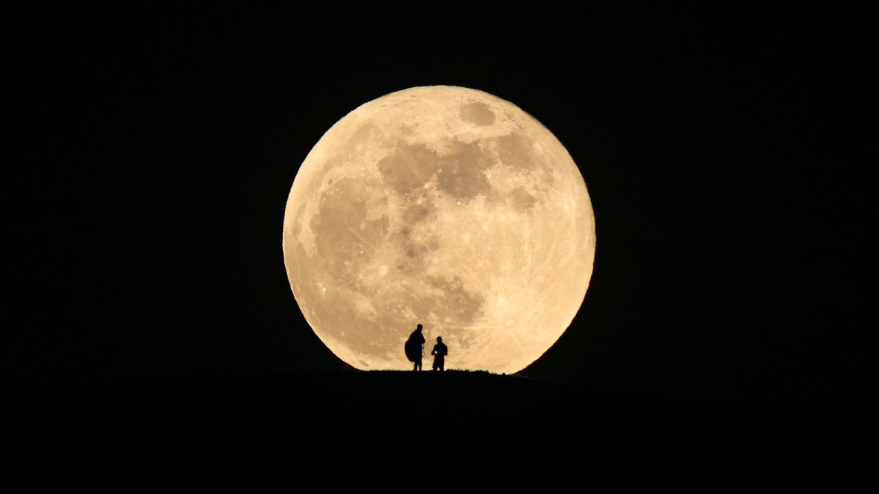 Blossom in my moonlight
