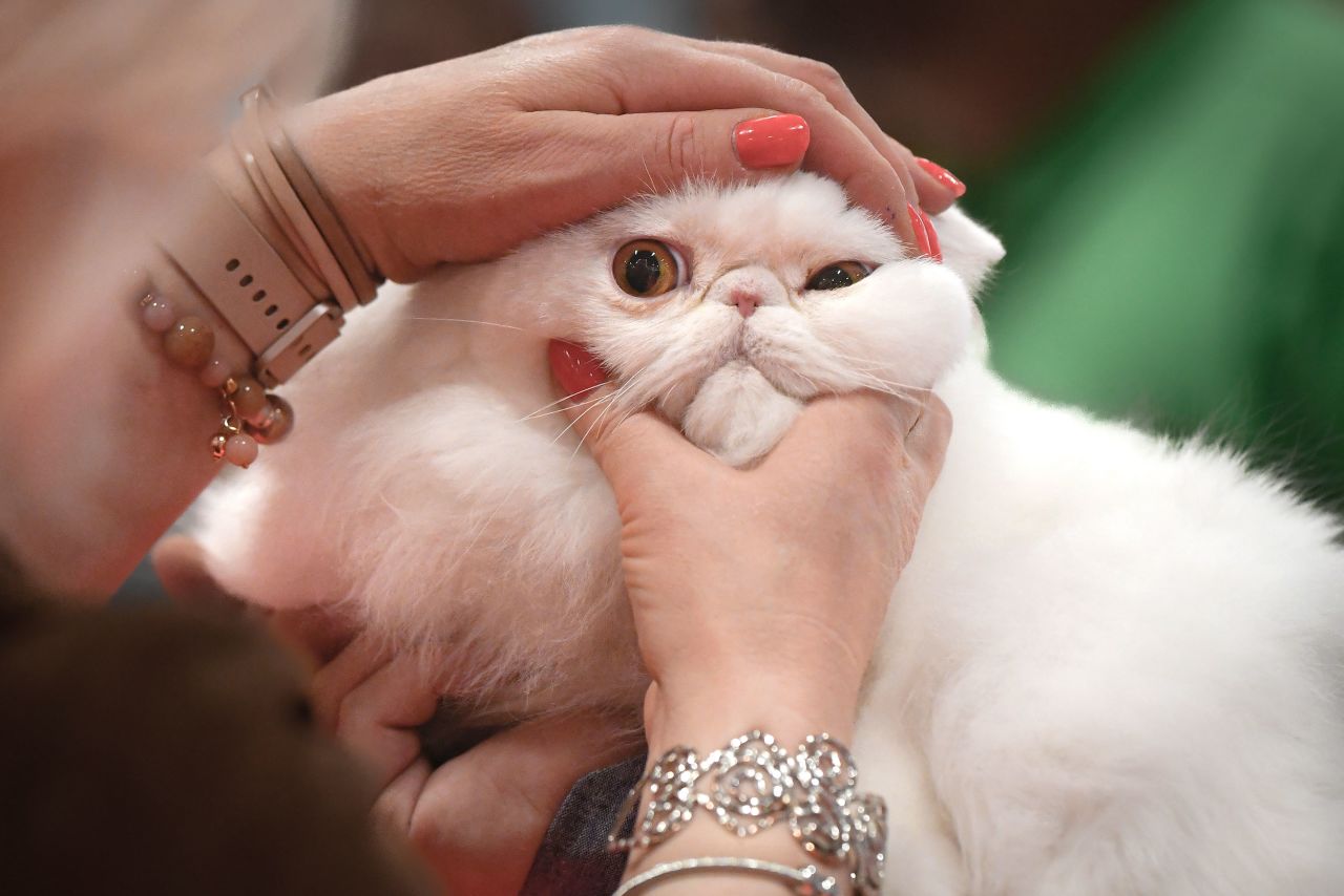 A cat is examined by a judge during a feline beauty contest in Bucharest, Romania, on Saturday, May 7.