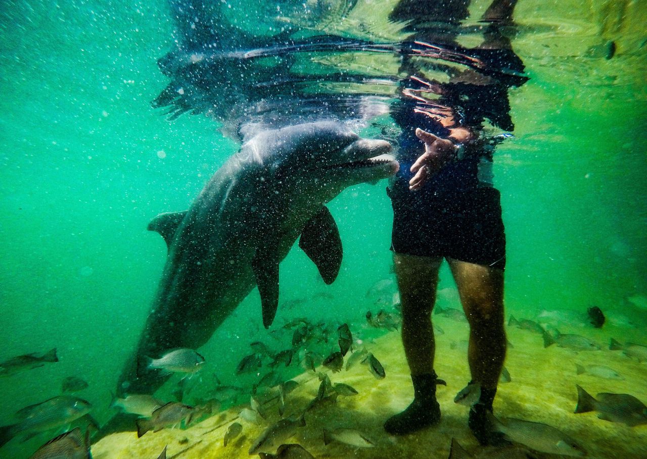 A tourist plays with a dolphin at the Cayo Largo dolphinarium in Varadero, Cuba, on Thursday, May 5.