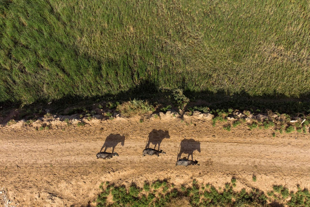 Buffaloes walk on the shores of the Shatt al-Arab waterway north of Basra, Iraq, on Sunday, May 8.