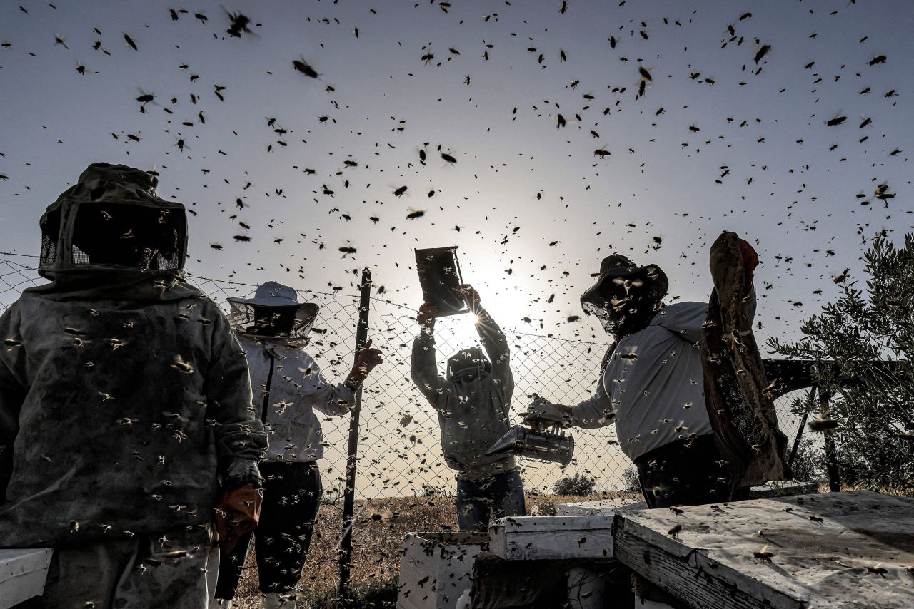 Palestinian beekeepers collect honey at an apiary in Khan Yunis, Gaza, on Monday, May 9.