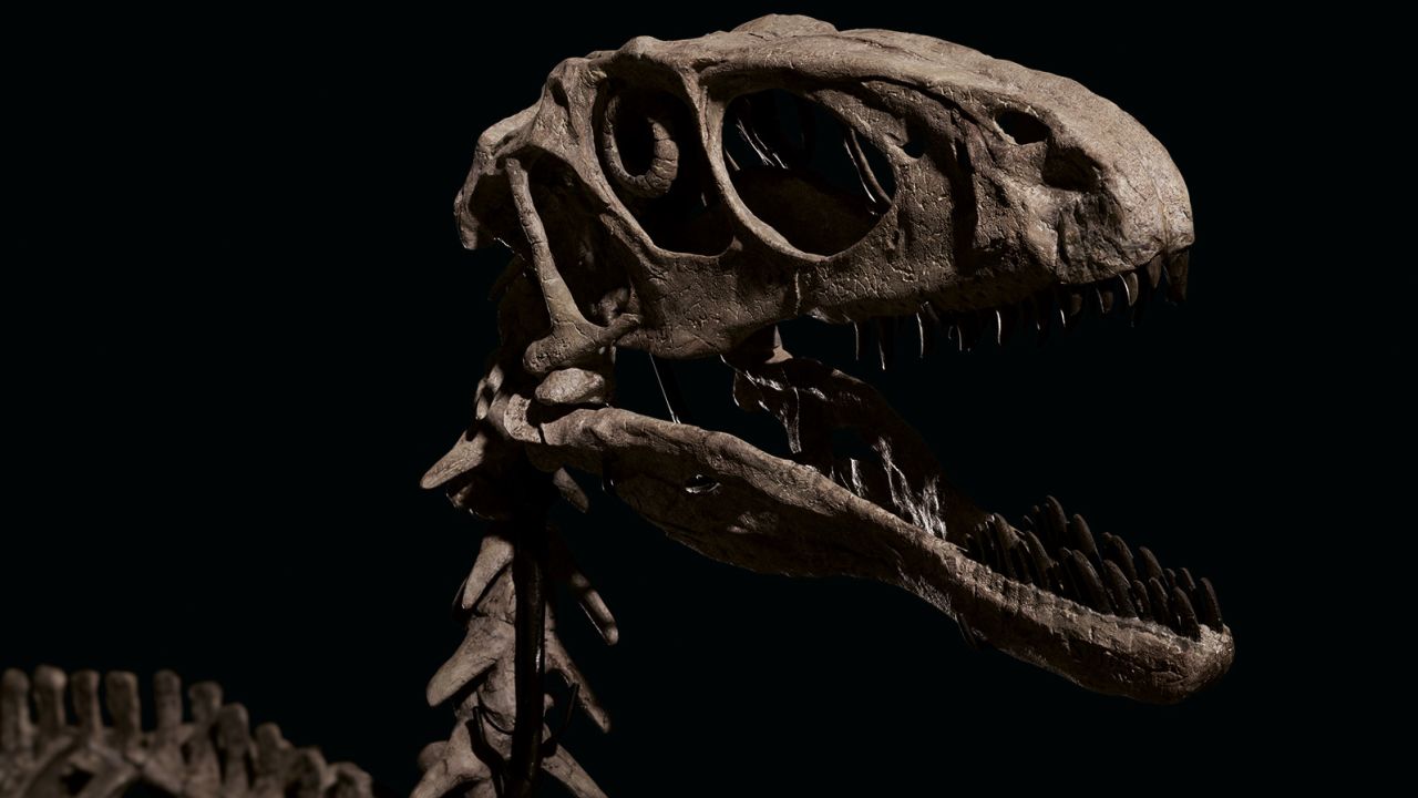02 christies dinosaur fossils auction