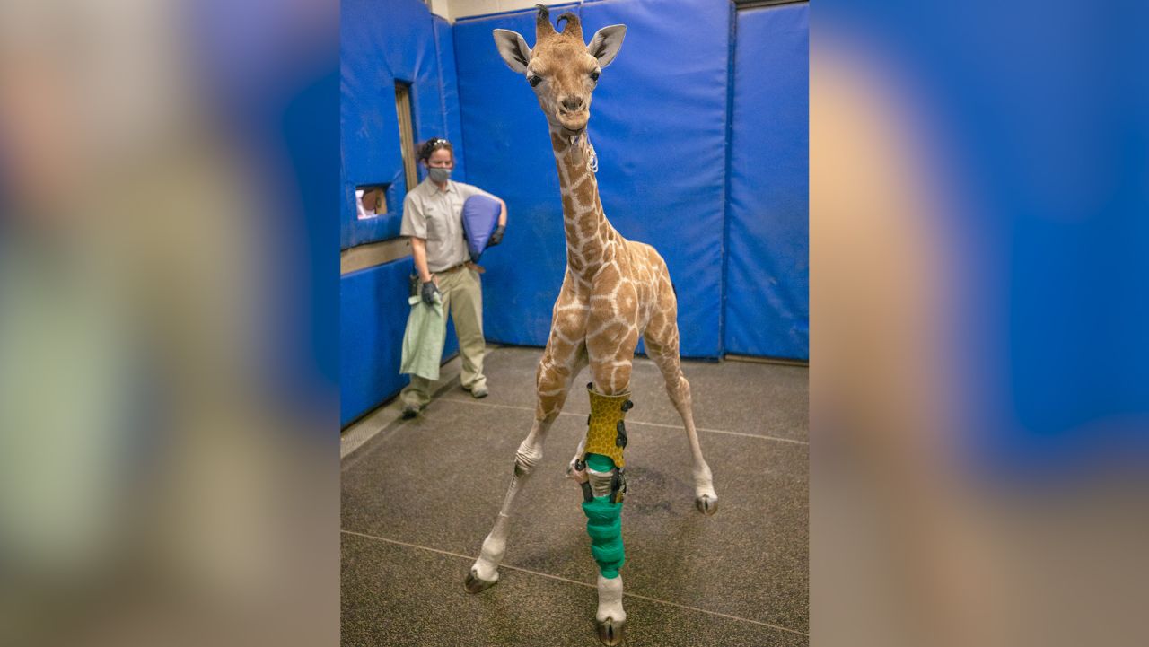 Baby giraffe is born with disorder that caused legs to bend the wrong way