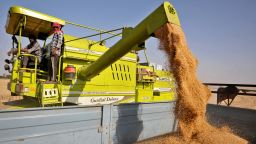 A combine deposits harvested wheat in a tractor trolley at a field on the outskirts of Ahmedabad, India, March 16, 2022. 