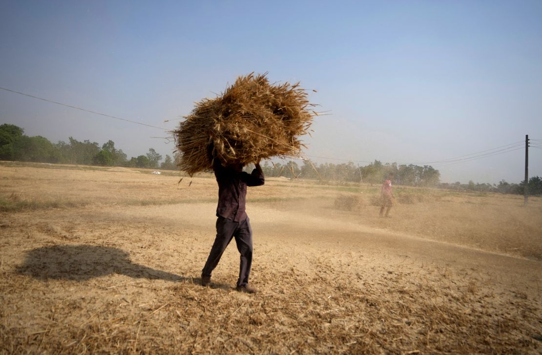 An Indian farmer carries wheat crop harvested from a field on the outskirts of Jammu, India, on April 28, 2022 and the heatwave reduced yields.
