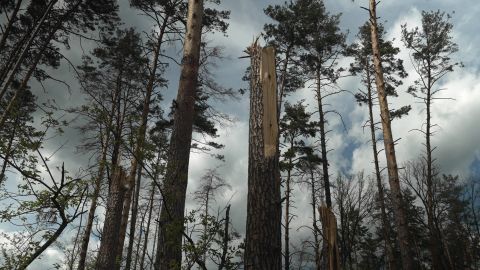 The Russian troops are gone, but the forest remains damaged. 