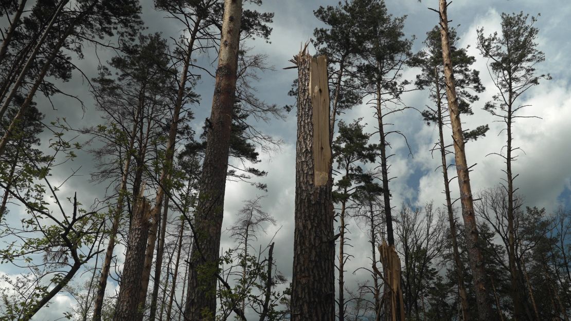 The Russian troops are gone, but the forest remains damaged. 