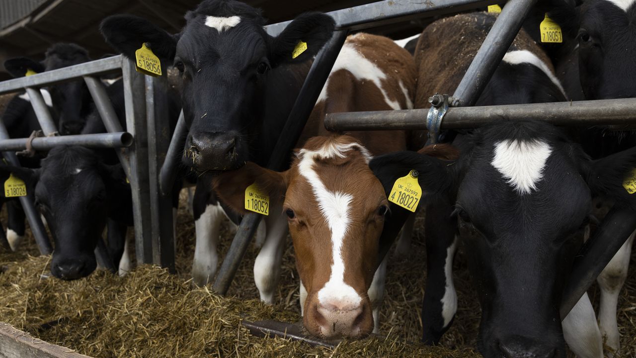 Heifers feed in a barn at a farm in Ashford, Kent.