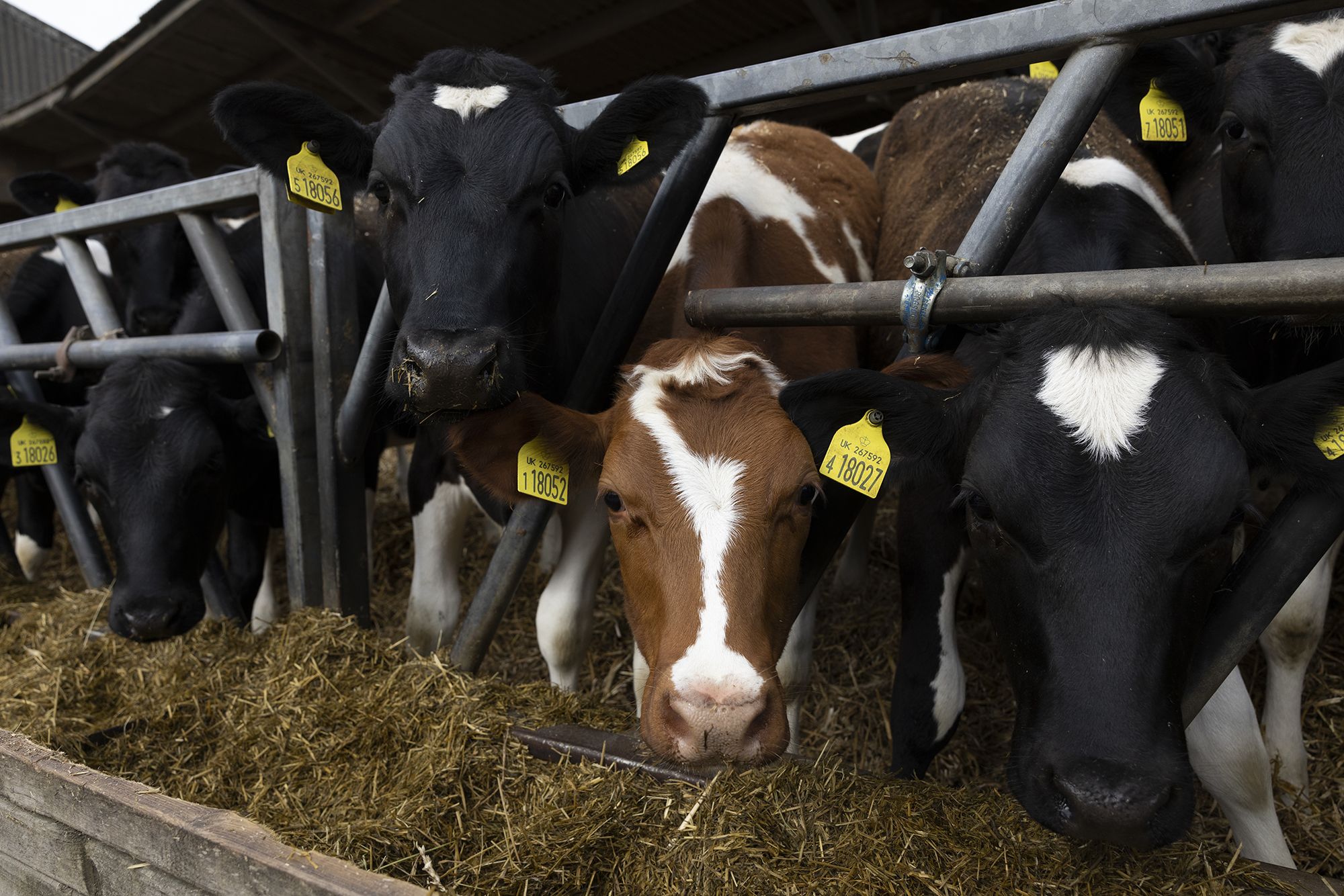 Milk prices: Why you could be paying 50% more this year