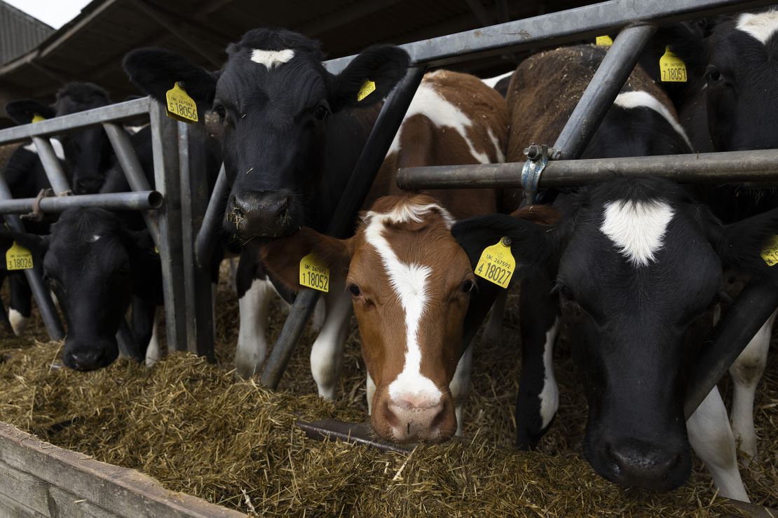 Heifers feed in a barn at a farm in Ashford, Kent.
