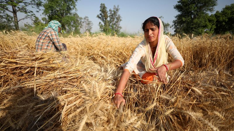 La prohibición de exportación de trigo de la India: por qué me retiré de la oferta para ayudar a solucionar la crisis alimentaria mundial