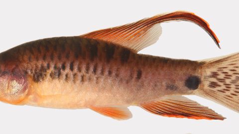 Der männliche Poecilocharax callipterus umfasst eine Reihe von Orange- und Rottönen.