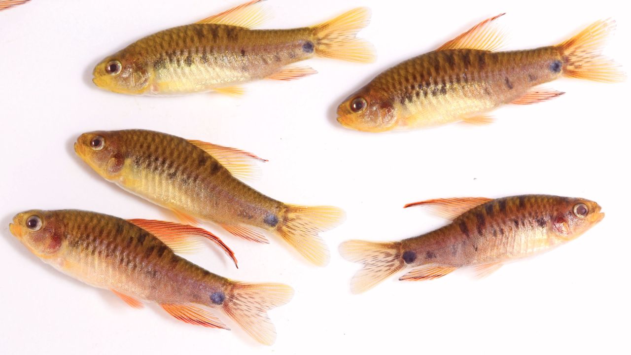Researchers found a new species of fish, Poecilocharax callipterus, in the Amazon Basin.