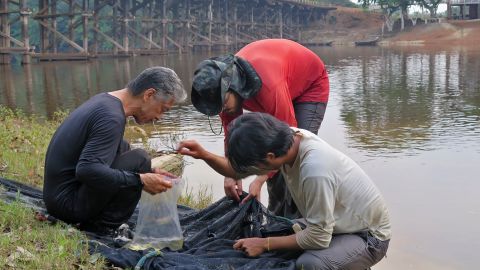 The researchers, including Murilo Pastana (center) of the Smithsonian and Willian Ohara (right) of the Federal University of Rondnia, collect fishes by the river bank near Apuí in Brazil.         