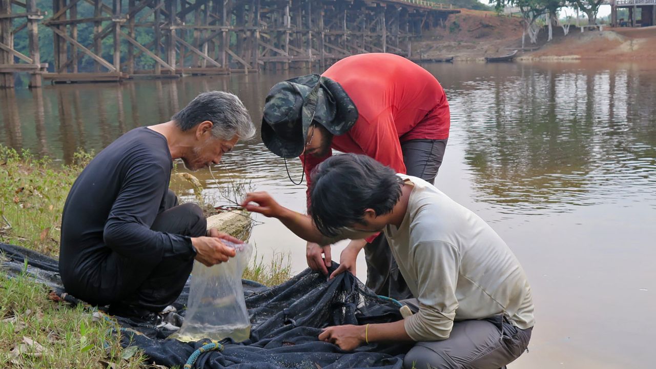 The researchers, including Murilo Pastana (center) of the Smithsonian and Willian Ohara (right) of the Federal University of Rondônia, collect fishes by the river bank near Apuí in Brazil.         