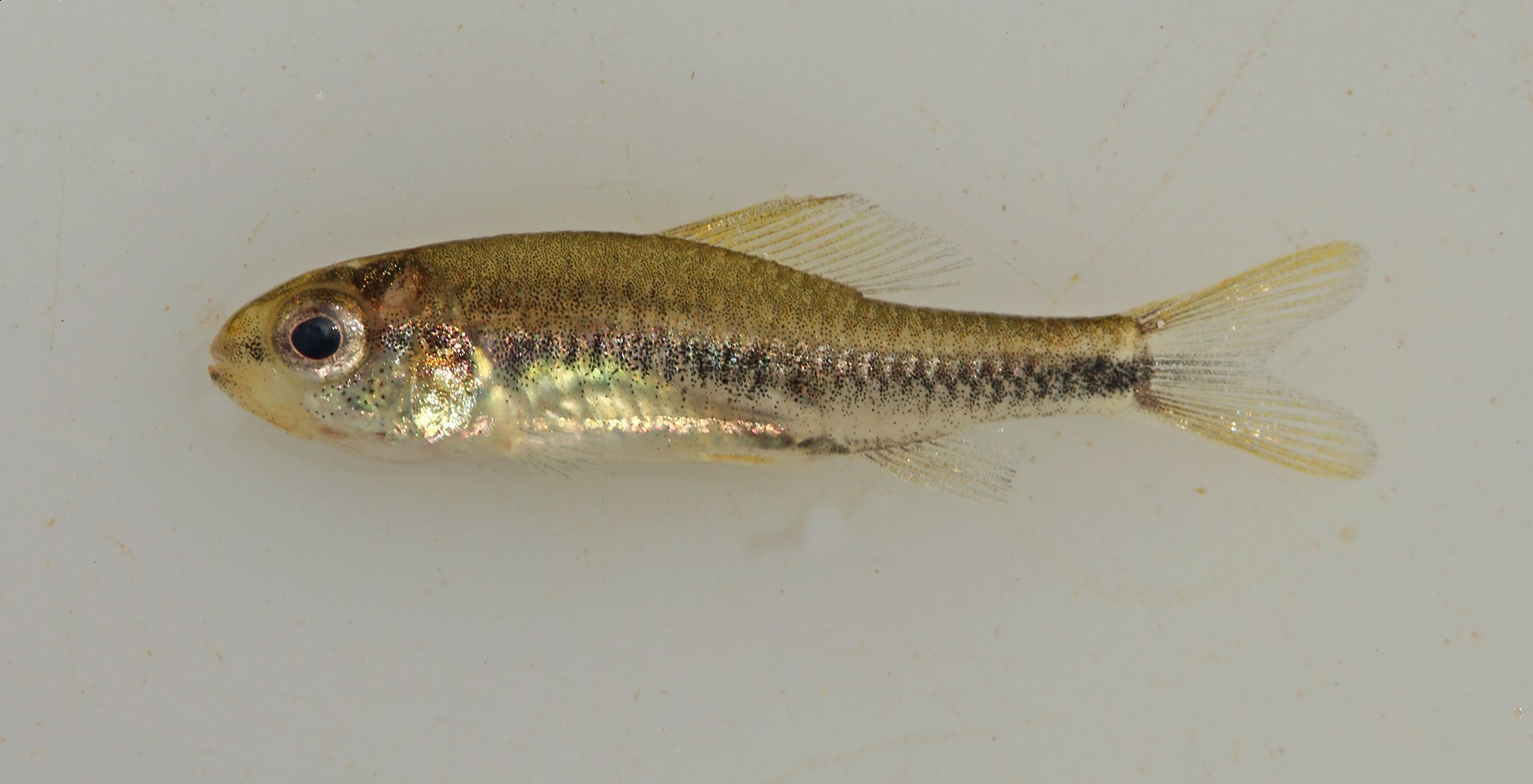 Tiny  fish spotted in a single stream could go extinct just after  being found