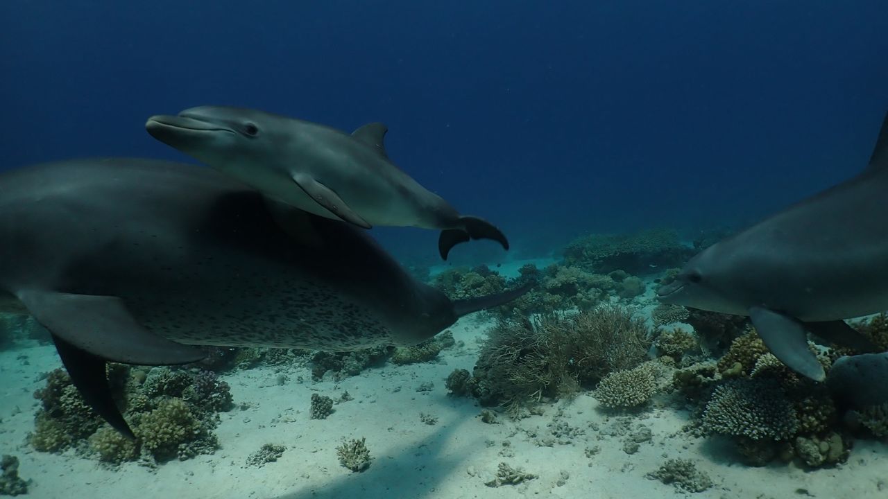 Rubbing against coral may help dolphins protect their skin. 