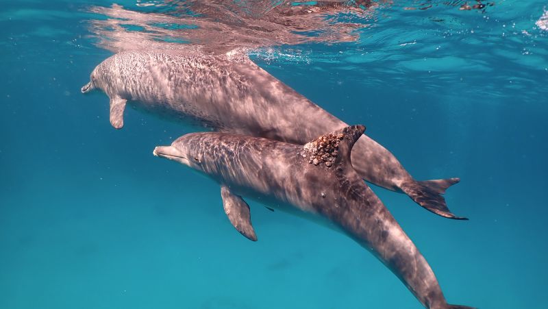 U LIFE Ocean Sea Dolphin Aquatic World Luggage Tag Travel Baggage Tags 