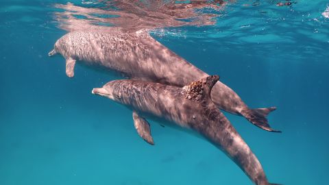 A dolphin with a fungal infection on its dorsal fin. Rubbing against certain corals may protect dolphins against skin complaints. 