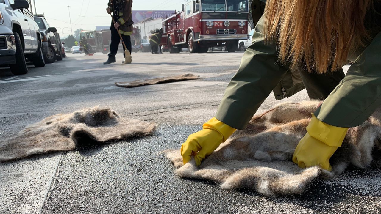 Human hair has been used to clean up minor oil spills, like this one caused by a road accident, and is also helpful for major spills.
