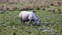 A greater one-horned rhinoceros in Kaziranga National Park, Assam, India on March 9, 2019. 