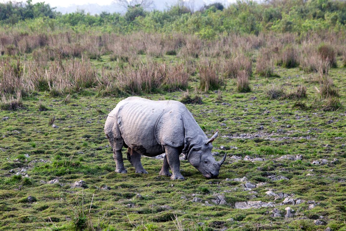 A greater one-horned rhinoceros is seen grazing in India's Kaziranga National Park.