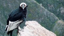 andean condor video card 3.