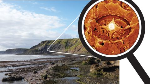 Einige gespenstische Nanofossilien wurden aus Juragestein in Yorkshire, Großbritannien, geborgen.