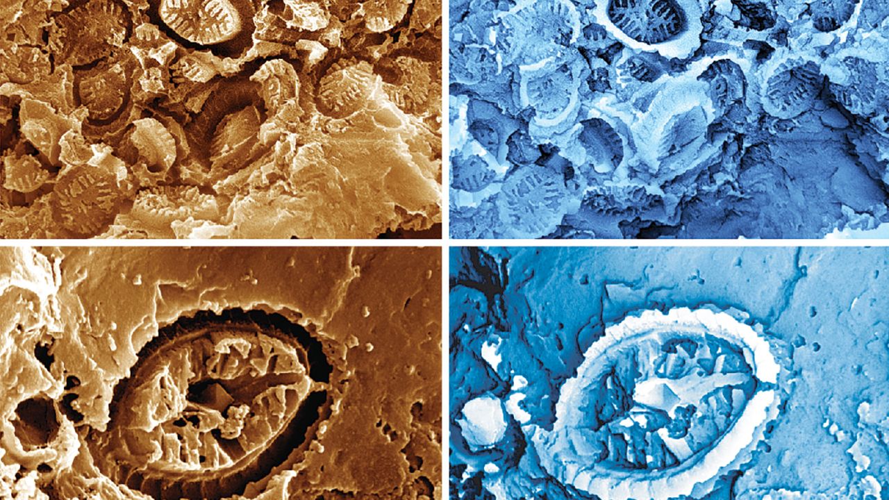 A microscopic view of ghost nannofossils (left) can be seen along with their virtual casts (right). The fossils are 15 times narrower than the width of a human hair. 