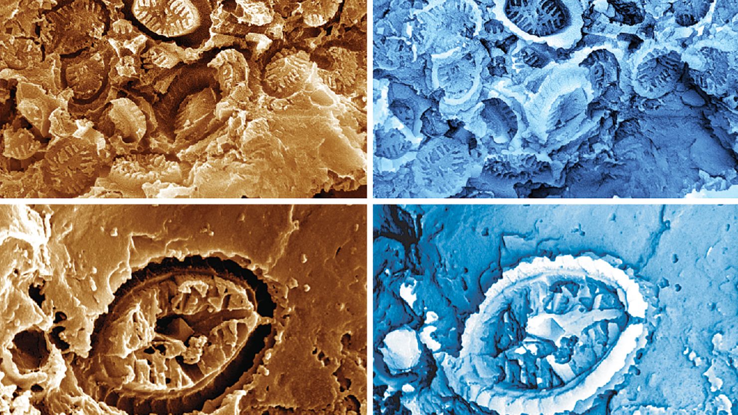 A microscopic view of ghost nannofossils (left) can be seen along with their virtual casts (right). The fossils are 15 times narrower than the width of a human hair. 