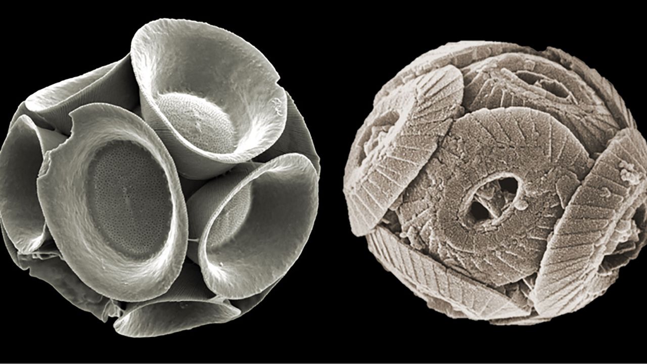 Modern (left) and Jurassic (right) coccolithophore exoskeletons (coccospheres) can be seen side by side.