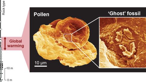 This diagram shows how tiny the ghost fossils were compared with fossilized pollen. 