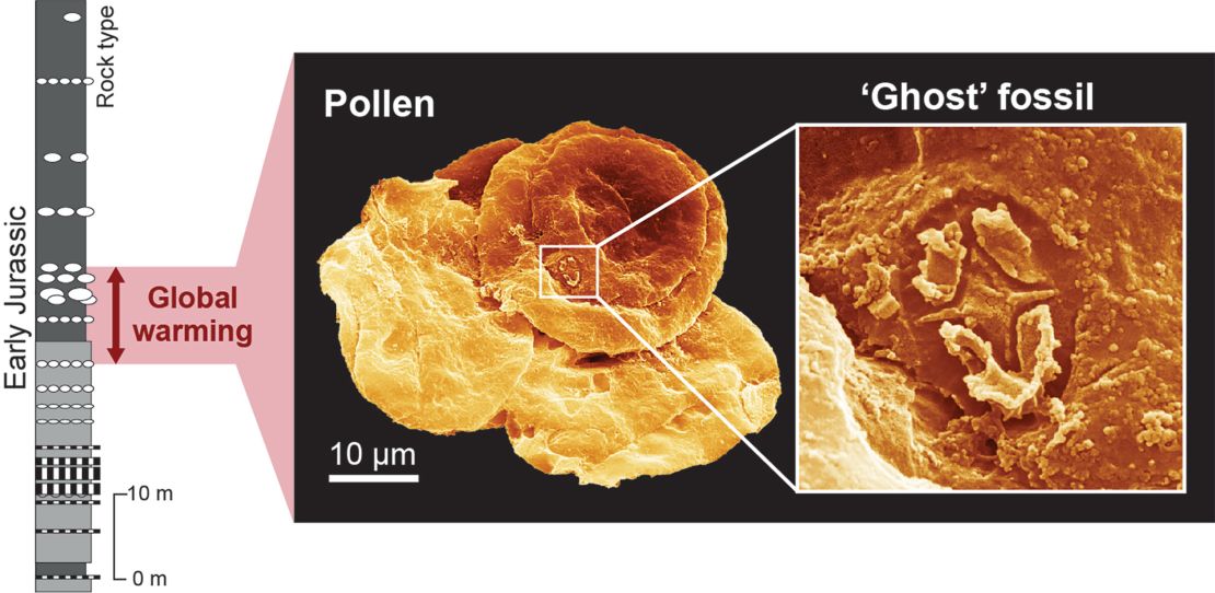 This diagram shows how tiny the ghost fossils were compared with fossilized pollen. 