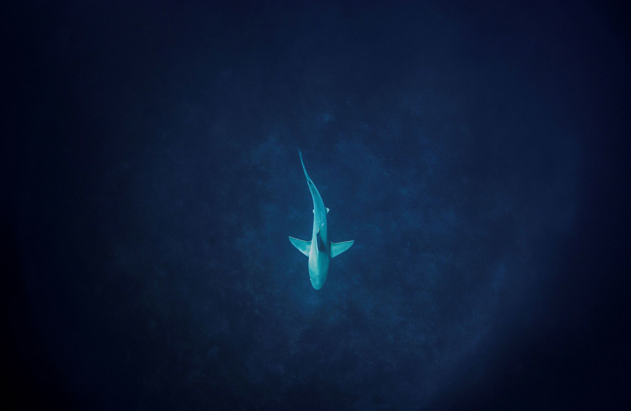 A shark cruises near the ocean floor off Jupiter, Florida.