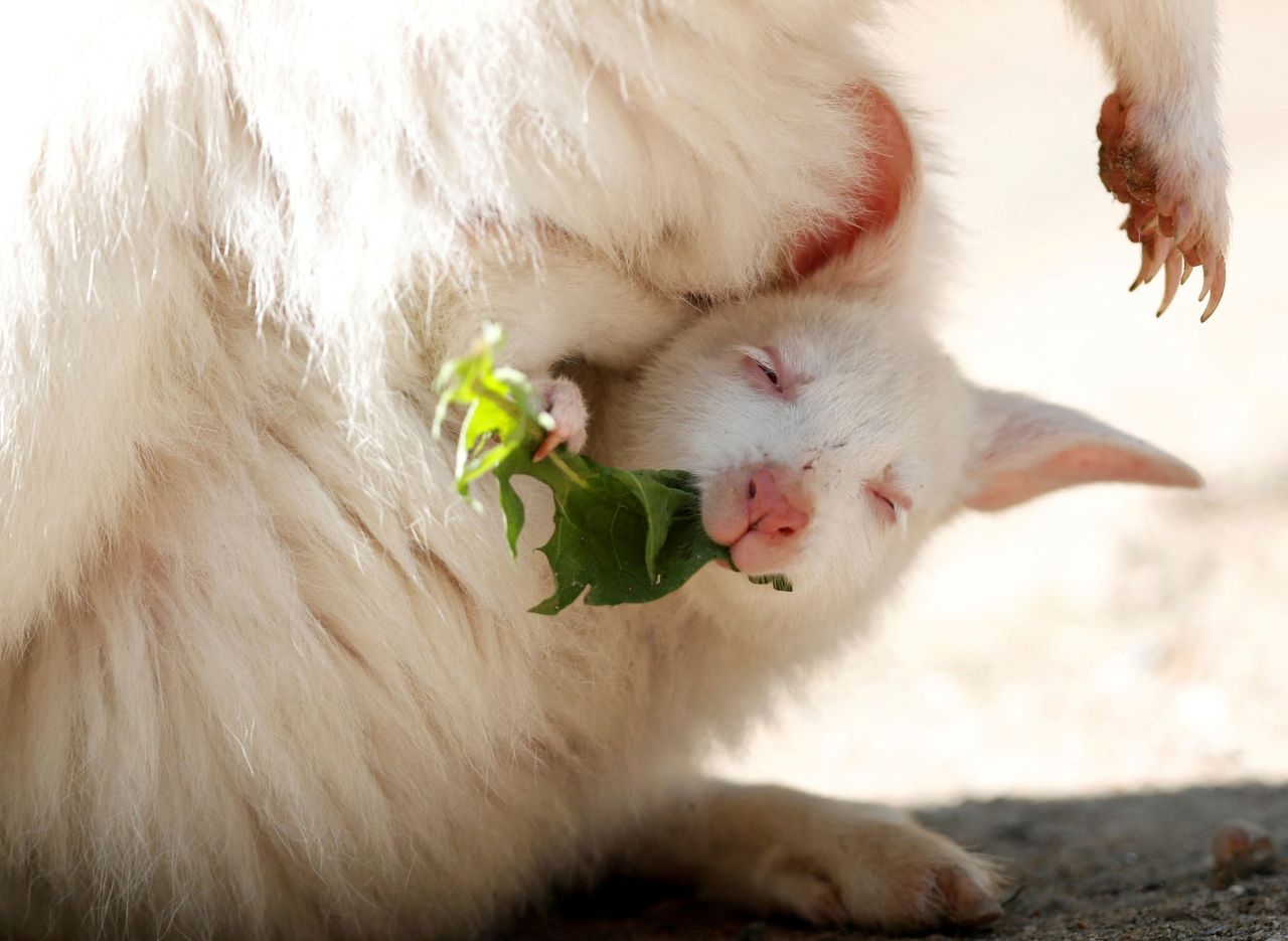 A newborn albino red-necked wallaby eats while being carried by its mother in their enclosure at the zoo in Decin, Czech Republic, on Wednesday, May 18.