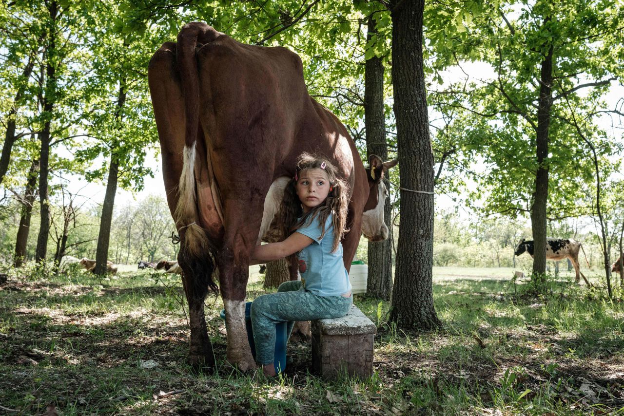 Veronika, 8, milks a cow in Bakhmut, eastern Ukraine, on Thursday, May 12.