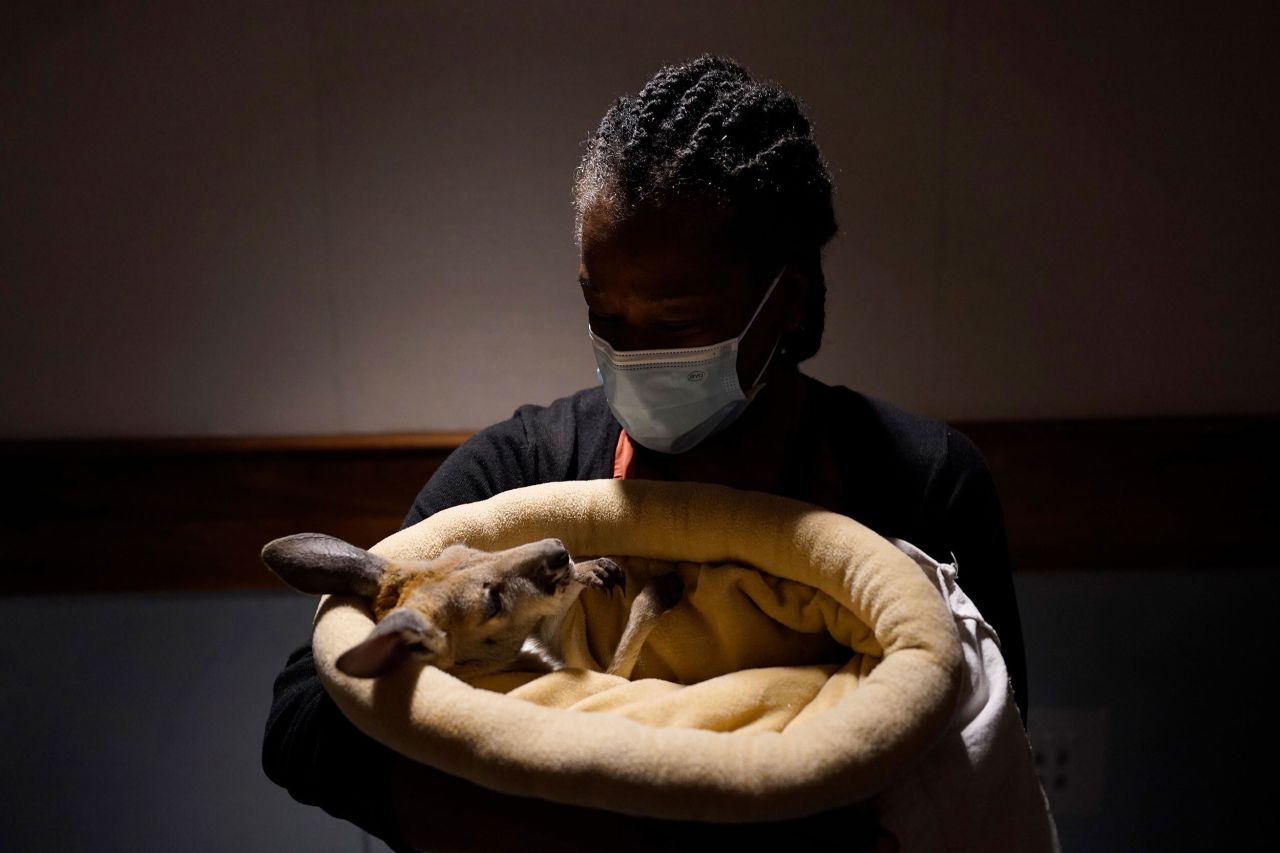 Victoria Harris, a staff member for California Assemblywoman Sharon Quirk-Silva, holds Clover, a 9-month hold female kangaroo at the Secretary of State building in Sacramento, California, Tuesday, May 17.