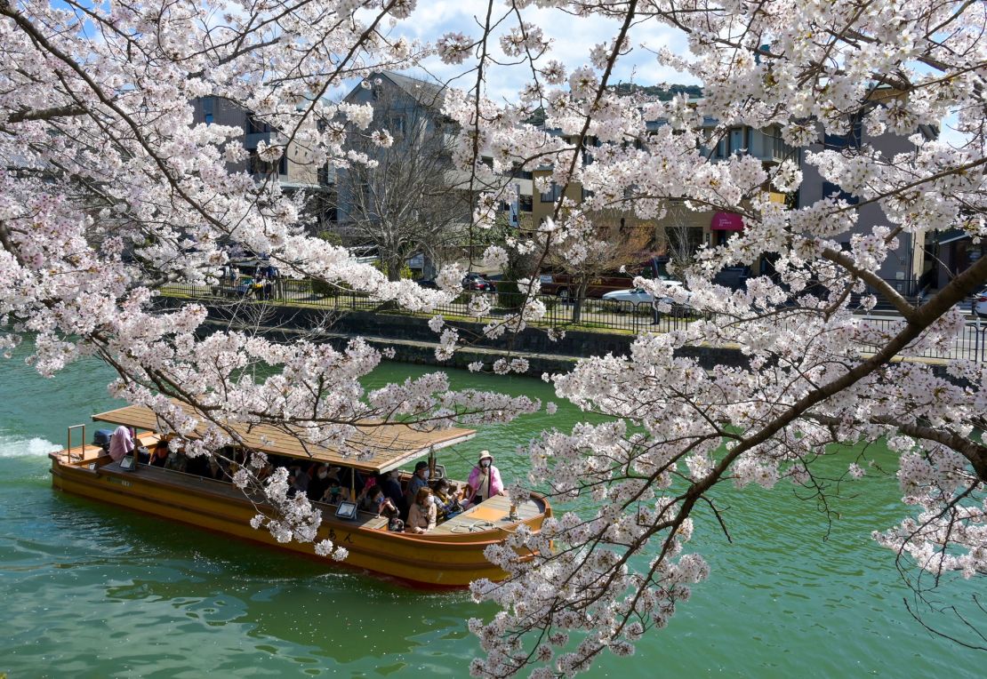 Cherry blossoms are in full bloom at the Lake Biwa Canal in Kyoto City, Kyoto Prefecture on April 4.