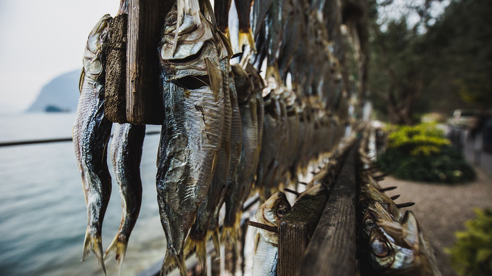 <strong>Air dried:</strong> On Lake Iseo, "sardines" (larger than sardines we know) are dried in the sun.