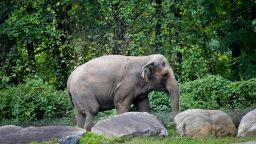 Bronx Zoo elephant "Happy" strolls inside the zoo's Asia Habitat in New York.  