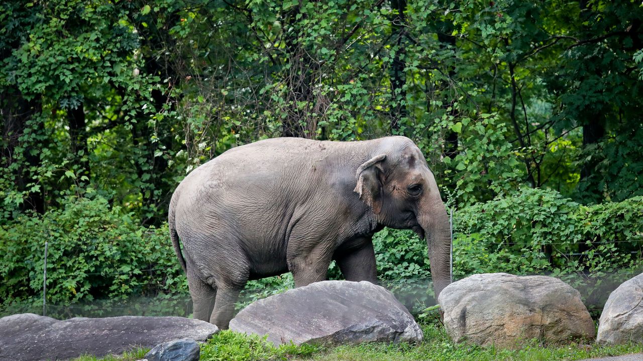 Bronx Zoo elephant Happy strolls inside the zoo's Asia Habitat in New York.  